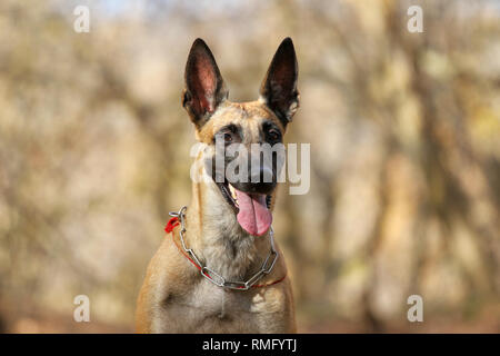 Ritratto del belga cane pastore Malinois Foto Stock