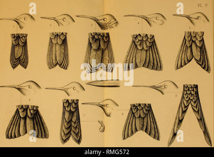 . Annuaire du Musée d'histoire Naturelle de Caen. Storia naturale. ^uç.DesIonjc/mi^JiiA wps 1 PhaiolaiTna 2 Clytoloema 3 PetasopTiora 4 Sternoclytâ 5 lonolaima 6 Eugenes 7 Heliodoxâ 8 Lampraster 9 UE^enia Imp.-Becauet. Faris.. Si prega di notare che queste immagini vengono estratte dalla pagina sottoposta a scansione di immagini che possono essere state migliorate digitalmente per la leggibilità - Colorazione e aspetto di queste illustrazioni potrebbero non perfettamente assomigliano al lavoro originale. Musée d'histoire Naturelle de Caen. Caen : F. Le Blanc-Hardel Foto Stock