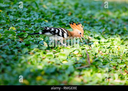 Primo piano della upupa uccello sull'erba verde foglie Foto Stock