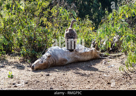 Grifone Gyps fulvus mangiare una mucca morto in Etiopia Foto Stock