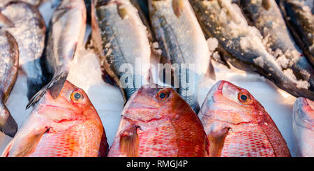 Pila di Northern fresco Lutiano rosso pesce, Lutjanus campechanusfish, per la vendita sul tuo pescivendolo, all'aperto del mercato di frutti di mare. Foto Stock