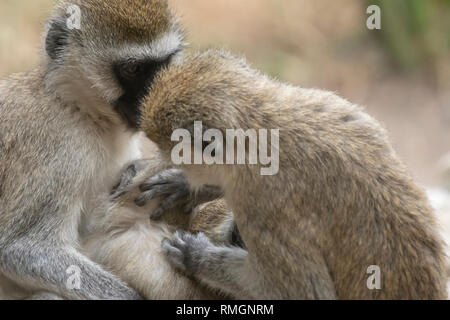 Una femmina nero-di fronte Vervet Monkey, Chlorocebus pygerythrus, infermieri il suo bambino mentre viene curato da un altro femmina nel Parco Nazionale di Tarangire e, Tanzani Foto Stock