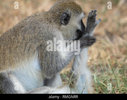 Nero-di fronte Vervet Monkeys, Chlorocebus pygerythrus, toelettatura nel Parco Nazionale di Tarangire e, Tanzania Foto Stock