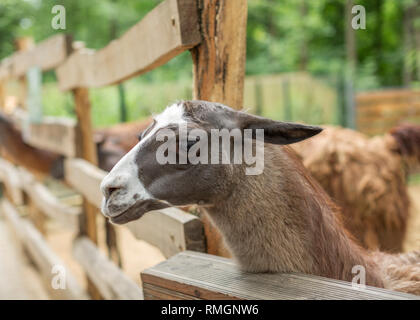 Carino llama, divertente animale, in piedi. Ritratto di llama closeup Foto Stock