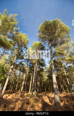 Pino silvestre, Pinus sylvestris, crescendo nella nuova foresta su una soleggiata giornata di febbraio. New Forest Hampshire England Regno Unito GB Foto Stock