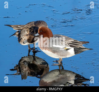 Fischione, Anas penelope (maschio e femmina). Fotografato in febbraio a Nesttun lago, Bergen, Norvegia occidentale.Essi sono in piedi sul ghiaccio che Foto Stock