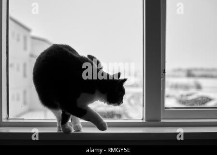 Bicolor gatto sul davanzale della finestra. Foto in bianco e nero del concetto. Foto Stock