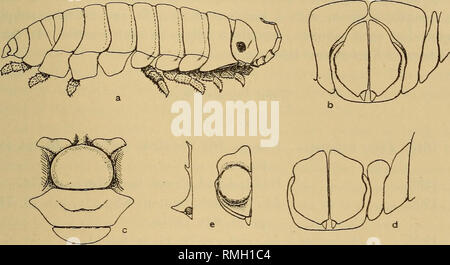 . Annali della South African Museum = Annale van die Suid-Afrikaanse museo. Storia naturale. Contributi per il crostaceo Fauna del Sud Africa. 217 Tylos granulatus Krss. (Fig. 11, a, b.) 1843. Tylos granulatus. Krauss, Die Sudafrik. Crosta., p. 64, pi. 4, fig. 5. 1885. " " Budde-Lund, crosta. Isop. Terr., p. 275. 1906. " , Id., Deutsch. Siidpol. Scad., IX, p. 75, pi. 3, figg. 21-24. 1909. " " Id., Schultze, Eeise, II, p. 70. 1910. " " Stebbing, Gen. Cat. S. Afr. Crosta., p. 439. 1924. ,, ,, Panning Beitr. Kennt. Terra. Siisswas- serf. S.W.A., II, p. 172. 1924. " " Barnard, Ann. S. Afr. Mus Foto Stock