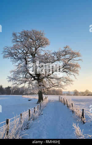 Smerigliati quercia accanto al percorso che conduce a West Kennet Long Barrow in inverno Neve a sunrise. Avebury, Wiltshire, Inghilterra Foto Stock