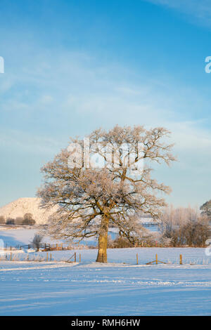 Smerigliati quercia di fronte Silbury Hill in inverno Neve a sunrise. Avebury, Wiltshire, Inghilterra Foto Stock