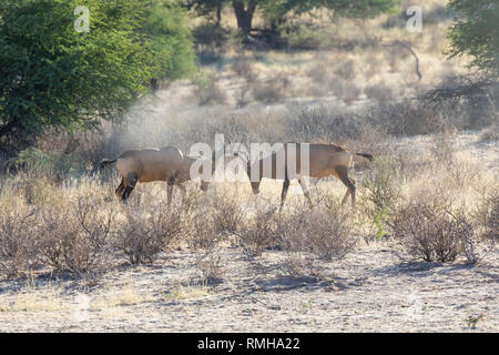 Red Hartebeest tori (Alcelaphus caama) in una disputa territoriale all'alba, la Mata Mata, Kgalagadi Parco transfrontaliero, Northern Cape, Sud Africa Foto Stock