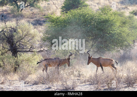 Red Hartebeest tori (Alcelaphus caama) in una disputa territoriale all'alba, la Mata Mata, Kgalagadi Parco transfrontaliero, Northern Cape, Sud Africa Foto Stock