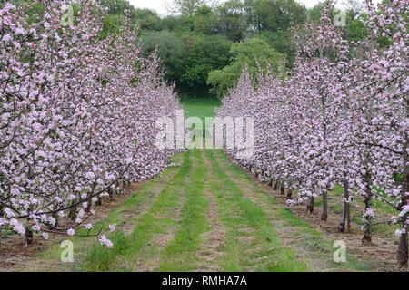 Due righe di meli in fiore in un moderno Orchard Foto Stock