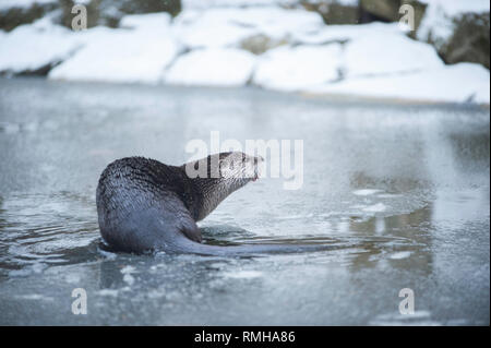 Inverno Ritratto di lontra in piedi sul lago ghiacciato. Foto Stock