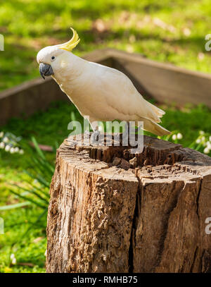 Curioso cacatua bird seduto su un log in Australia Foto Stock