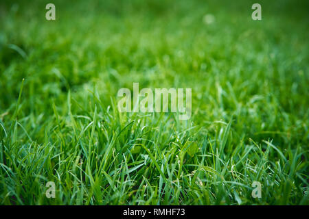 Erba verde sullo sfondo di texture. La natura e il concetto di stagione. Sfondo sfocato. Formato orizzontale. Foto Stock