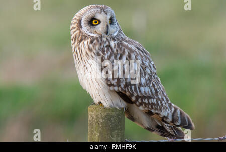 Breve Eared Owl a Bonby, Lincolnshire Foto Stock