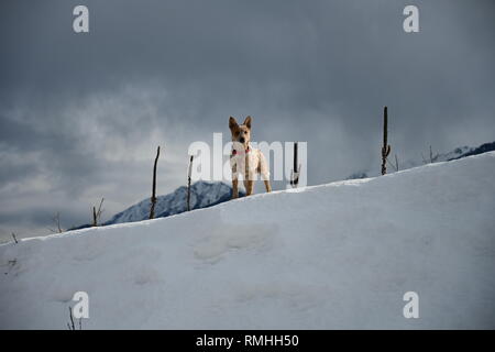 Guaritore rosso permanente sulla montagna di neve Foto Stock