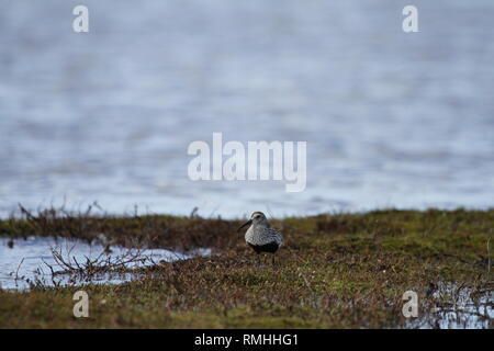 Un adulto Dunlin (Calidris alpina), una di medie dimensioni sandpiper e shorebird trovato lungo un lago artico litorale nord di Arviat, Nunavut Foto Stock