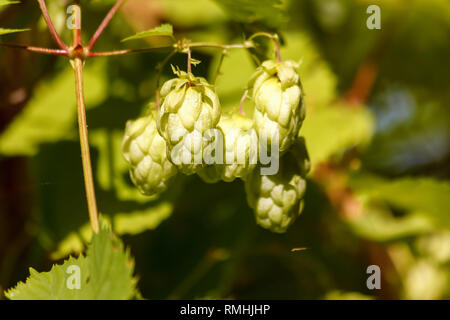 Il verde fresco coni di luppolo per la fabbricazione della birra e il pane di close-up, agricolo di sfondo, il luppolo in coni dettaglio nel settore del luppolo. Foto Stock