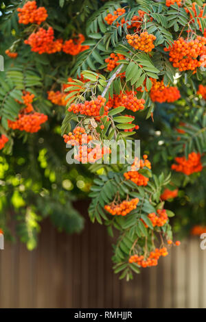 Rowan in piena bellezza, illuminato dalla luce del sole. Un albero con frutti sotto forma di un grappolo di arancio-rosso bacche, così come Rowan bacche di mirto Foto Stock