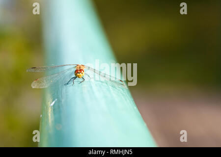 La libellula si siede sulla superficie blu, sorridente a voi. Ritratto di libellula close-up. Foto Stock