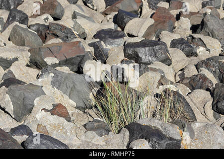 Europeo beach crescere l'erba tra i sassi Foto Stock