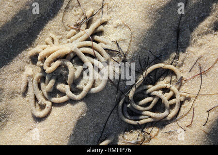 Cumuli di lugworm nelle piane di marea a bassa marea Foto Stock