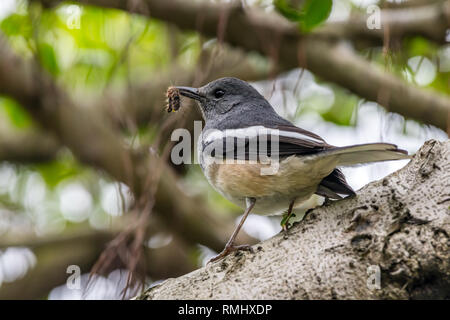 Oriental Gazza-robin [Copsychus saularis], femmina Foto Stock