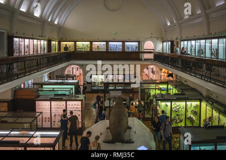 Londra, Inghilterra - Ottobre 2018 : sala interna con esposizioni nell'Horniman Museum di Forest Hill, Londra. Commissionato nel 1898, ha aperto nel 1901 un Foto Stock