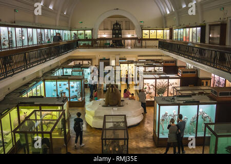 Londra, Inghilterra - Ottobre 2018 : sala interna con esposizioni nell'Horniman Museum di Forest Hill, Londra. Commissionato nel 1898, ha aperto nel 1901 un Foto Stock