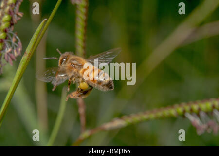 Una bella honey bee battenti/in bilico verso un impianto con fiori viola in cerca di nettare con la sua gamba piena con il polline nel cestello di polline/corbicula Foto Stock