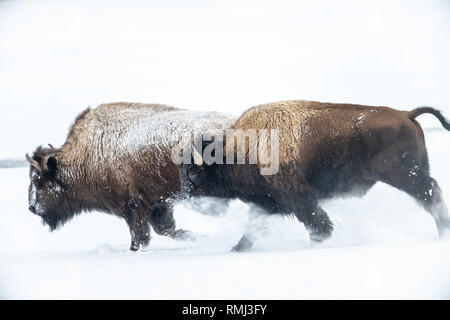 Due i bisonti americani (Bison bison) in esecuzione a Yellowstone la neve invernale Foto Stock