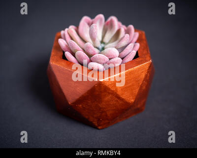 Moderno color rame esagonale geometrica piantatrice di cemento con una bella rosa di piante succulente su sfondo scuro. Calcestruzzo dipinta per pot home composizioni Foto Stock