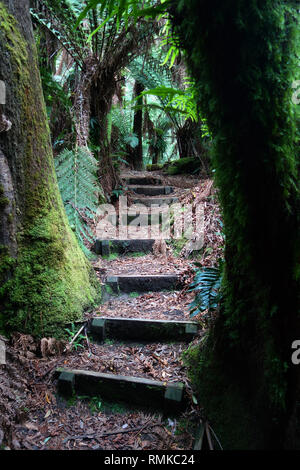 Percorso a piedi fra la foresta di alte felci arboree (Dicksonia Antartide), Notley Fern Gorge Riserva Statale, vicino al Launceston, Tasmania, Australia Foto Stock