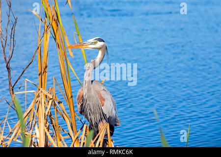 Airone blu stalking fishin sul lago Apopka North Shore Drive Wildlfie vicino a Orlando in Florida. Foto Stock