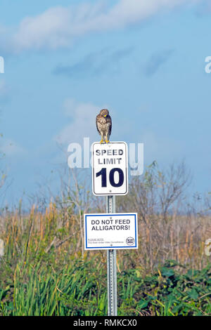 Red-tailed appollaiato sul segno "avvertenza o non alimentare il alligatori!' sul lago Apopka North Shore Drive della fauna selvatica vicino a Orlando,Florida Foto Stock