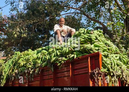 Il dipendente di una ditta di autotrasporti si siede su un truckload di banane acerbe, arrivato dal Tamil Nadu al mercato Matunga in Mumbai, India Foto Stock