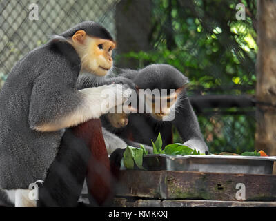 Closeup Red-Shanked Douc con la famiglia in gabbia Foto Stock