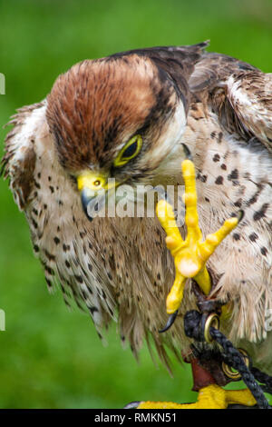 Uccello della preda Foto Stock