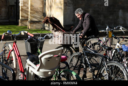 Un cocker spaniel cane corse nel cesto di vimini sulla parte anteriore di una bicicletta come un uomo cicli attraverso il centro di Cambridge. Foto Stock