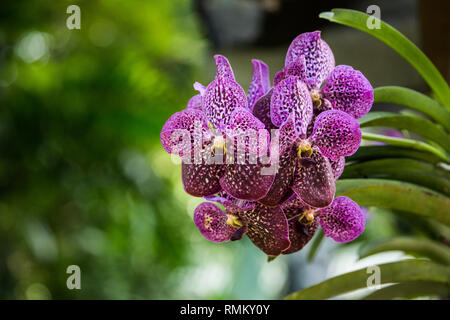 In prossimità di una fioritura di orchidee viola al giardino botanico sull'Isola di Mahe, Seicelle Foto Stock