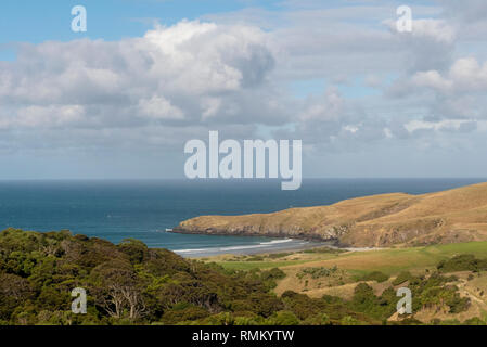 Giallo-eyed penguin (Megadyptes antipodes), Dunedin, Otago, South Island, in Nuova Zelanda, Foto Stock