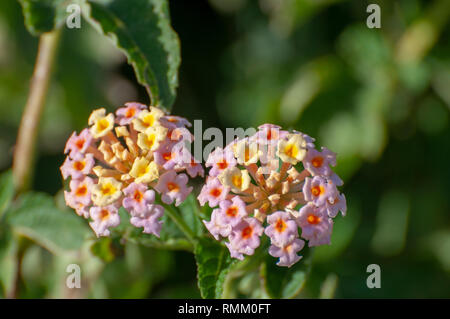 Rosa e giallo lantana fotografato in Israele in gennaio Foto Stock