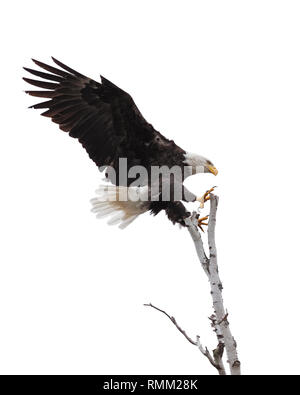 Ali e artigli diffusione ampia e aperta, un'aquila calva è laser focalizzato su sbarco alla sommità di un albero di betulla. Sfondo bianco Foto Stock