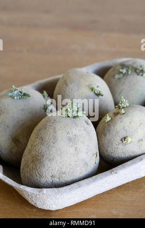 Solanum tuberosum. Potato "Casablanca" chitting. Foto Stock