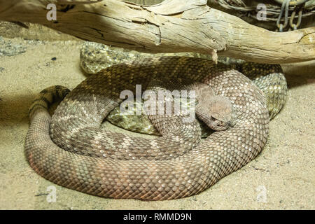 Western Diamondback Rattlesnake (Crotalus atrox) Foto Stock