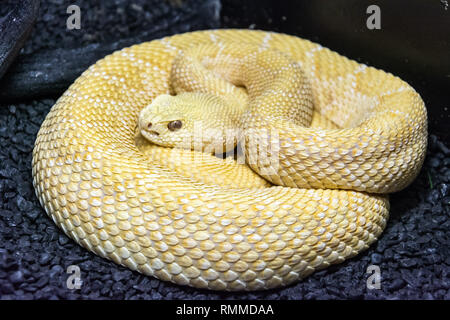 Western Diamondback Rattlesnake (Crotalus atrox) presentando amelanistic (Albino) colore. Foto Stock