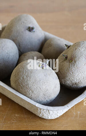 Solanum tuberosum. Patate chitting Orla Foto Stock