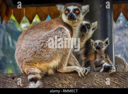 Tre Ring-tailed lemuri, Indonesia Foto Stock